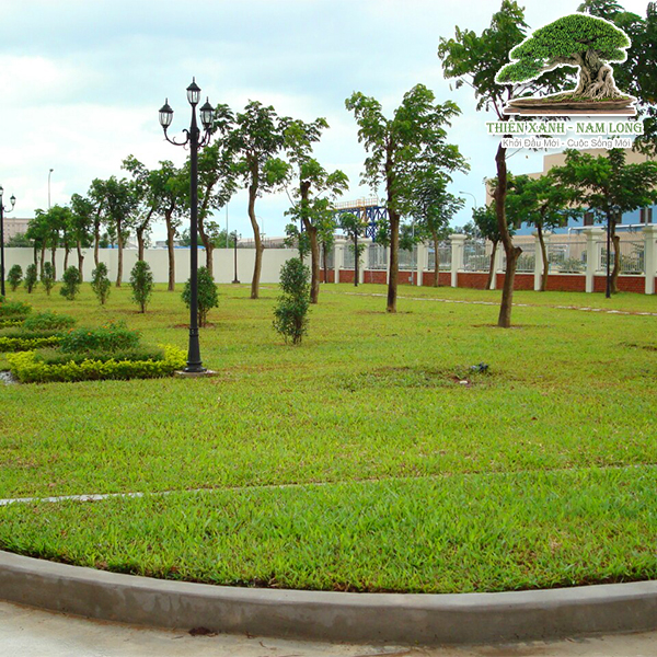 Cung cấp cây xanh